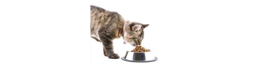 Krmivo pro kočky nejlepších značek-granule pro kočky